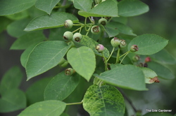 Amelanchier canadensis — photo 2